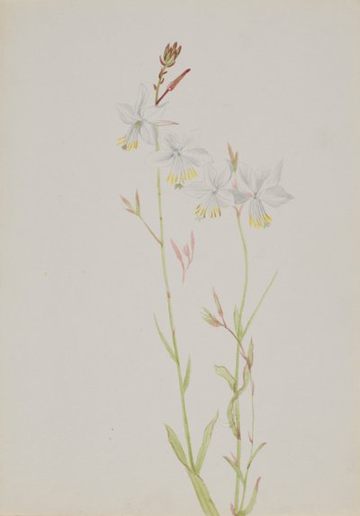 Studio di fiori senza titolo da Mary Vaux Walcott