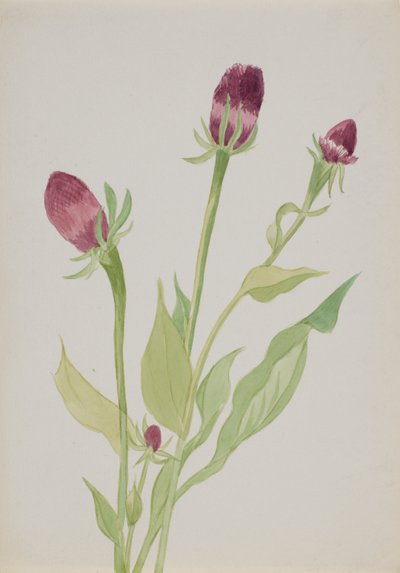 Senza titolo - Studio di fiori, n.d. da Mary Vaux Walcott