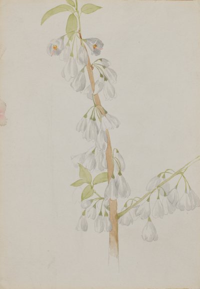 Senza titolo - Studio di fiori da Mary Vaux Walcott