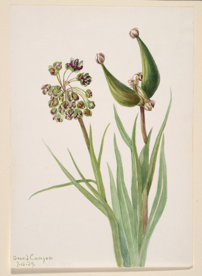 Senza titolo - Studio di una pianta da Mary Vaux Walcott