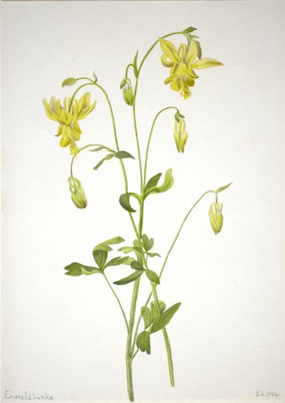 Senza titolo - Studio di una pianta da Mary Vaux Walcott