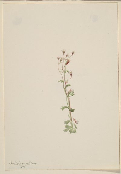 Senza titolo - Studio di una pianta da Mary Vaux Walcott