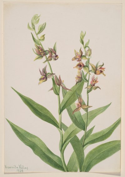 Senza titolo - Studio di una pianta da Mary Vaux Walcott