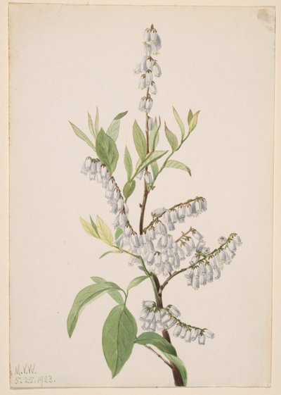 Senza titolo - Studio di una pianta da Mary Vaux Walcott
