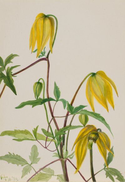 Senza titolo - Studio di una pianta da Mary Vaux Walcott