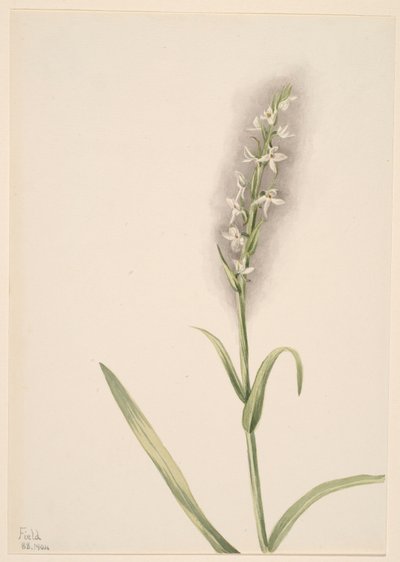 Senza titolo - Studio di una pianta da Mary Vaux Walcott