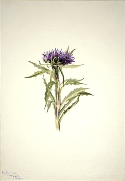 Senza Titolo--Studio di Pianta, 1904 da Mary Vaux Walcott