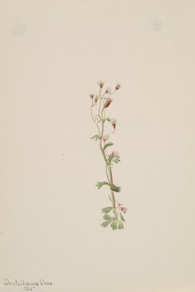 Studio di piante senza titolo, 1905 da Mary Vaux Walcott