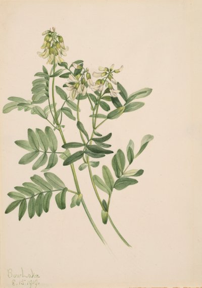Senza titolo - Studio di piante da Mary Vaux Walcott