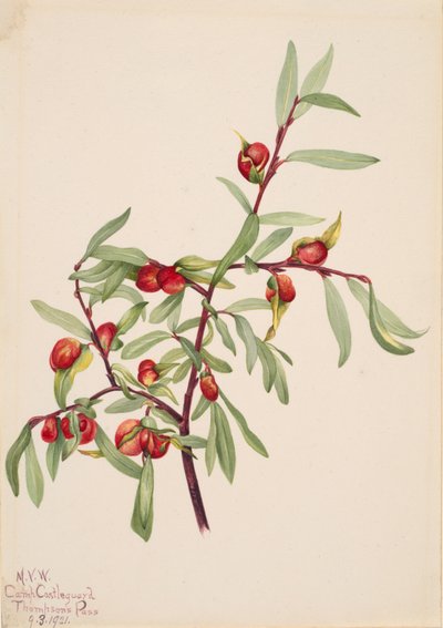 Senza titolo - Studio di piante da Mary Vaux Walcott