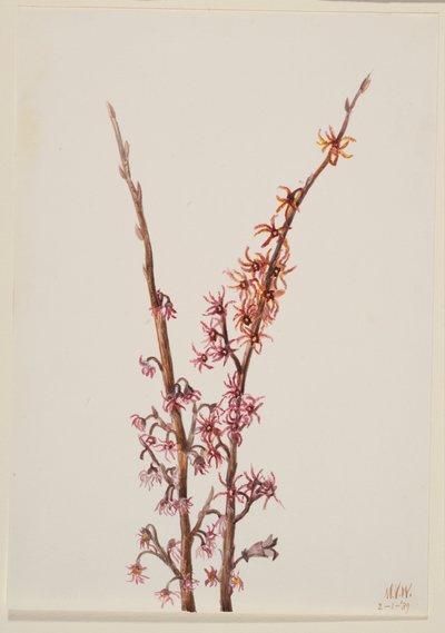 Senza titolo - Studio di piante da Mary Vaux Walcott