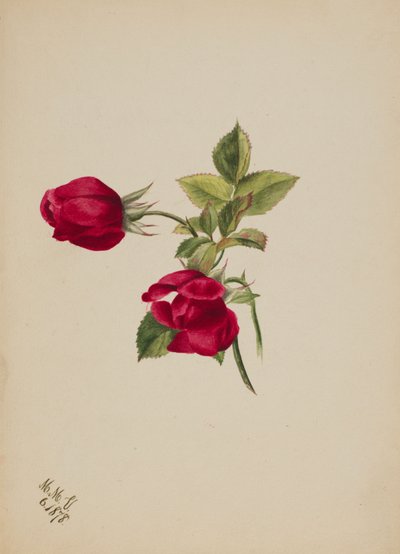 Senza titolo - Rosa da Mary Vaux Walcott