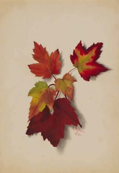 Senza titolo (Foglie d