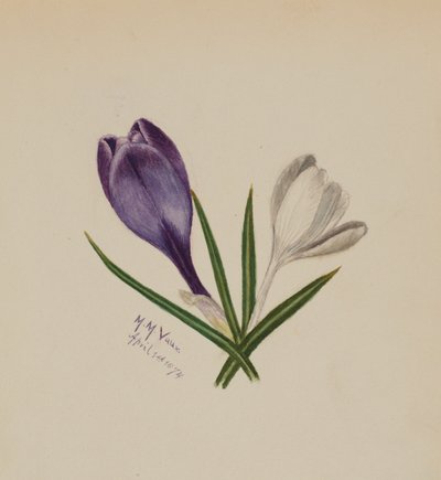 Senza titolo (crochi) da Mary Vaux Walcott