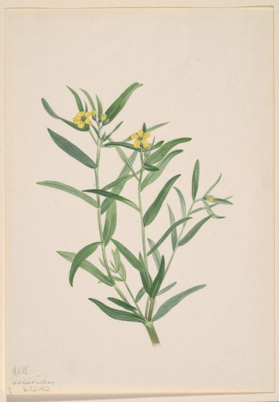 Senza titolo (Studio di un fiore) da Mary Vaux Walcott