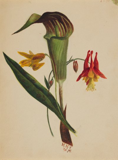 Senza titolo (Jack nel pulpito) da Mary Vaux Walcott