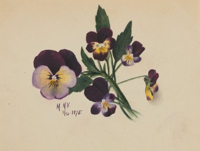 Senza titolo (viole del pensiero) da Mary Vaux Walcott
