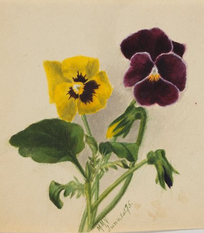 Senza titolo (viole del pensiero) da Mary Vaux Walcott