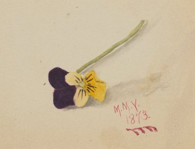 Senza titolo (Pansy) da Mary Vaux Walcott