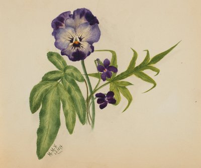 Senza titolo (Pansy) da Mary Vaux Walcott