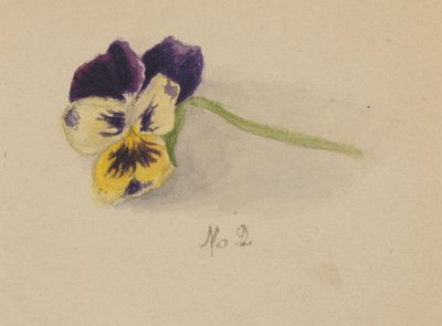 Senza titolo (Pansy) da Mary Vaux Walcott
