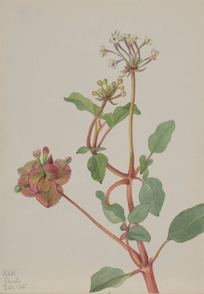 Senza titolo (Tripterocalyx pedunculatus) da Mary Vaux Walcott
