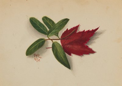 Senza titolo da Mary Vaux Walcott