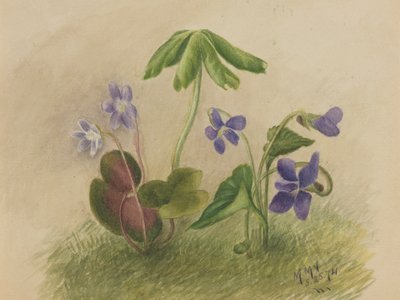 Senza titolo da Mary Vaux Walcott