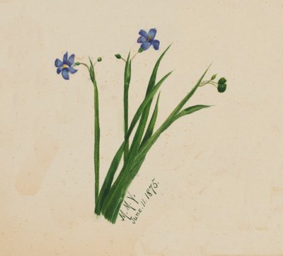 Senza titolo, 1875 da Mary Vaux Walcott