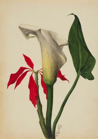 Senza titolo, Calla Lily da Mary Vaux Walcott