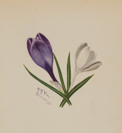 Senza titolo Crochi, 1874 da Mary Vaux Walcott