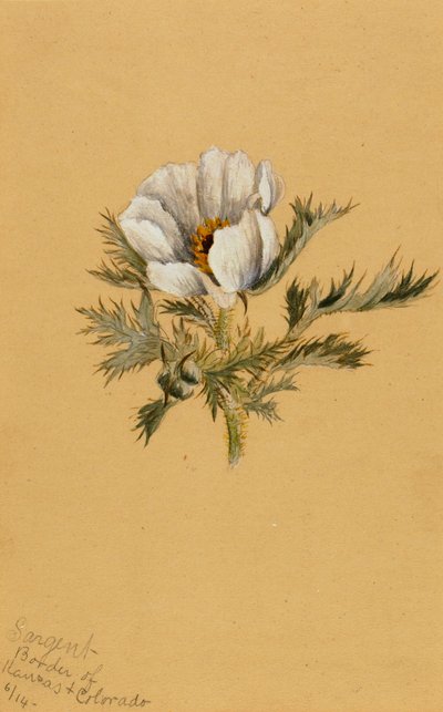Studio di fiori senza titolo da Mary Vaux Walcott