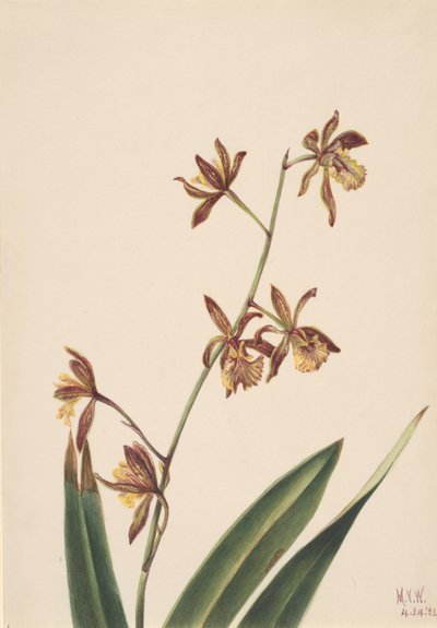Studio di Fiori Senza Titolo, 1924 da Mary Vaux Walcott