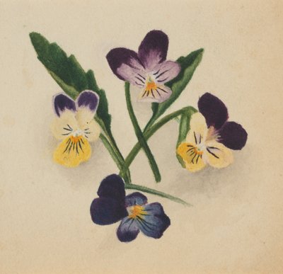 Viole del pensiero senza titolo, 1874 da Mary Vaux Walcott