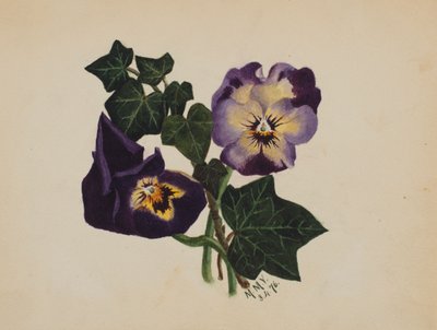 Senza titolo Viole del pensiero e edera da Mary Vaux Walcott