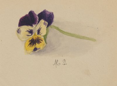 Senza titolo, Viola del pensiero da Mary Vaux Walcott