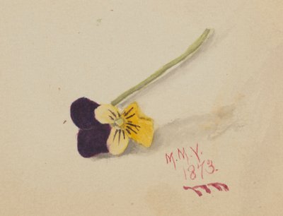 Senza titolo Pansy da Mary Vaux Walcott