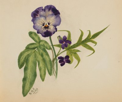 Senza Titolo (Viola del Pensiero) da Mary Vaux Walcott