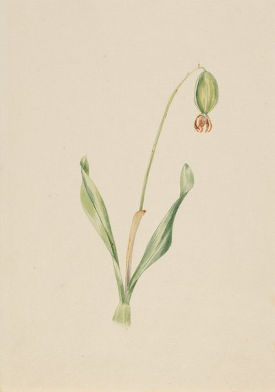 Studio di pianta senza titolo da Mary Vaux Walcott