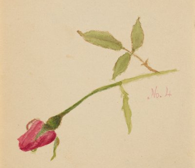 Senza titolo Rosa, 1872 da Mary Vaux Walcott