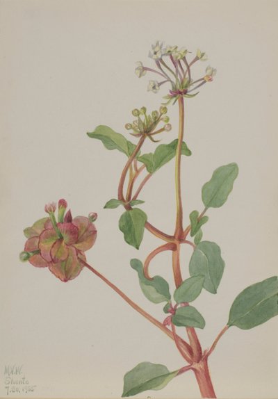 Senza titolo Tripterocalyx pedunculatus da Mary Vaux Walcott