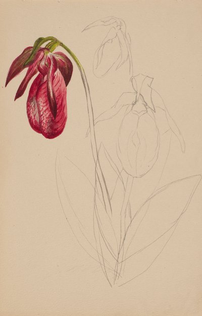 Schizzo Non Finito Senza Titolo da Mary Vaux Walcott