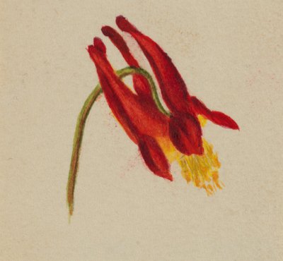 Senza titolo, ca. 1874 da Mary Vaux Walcott