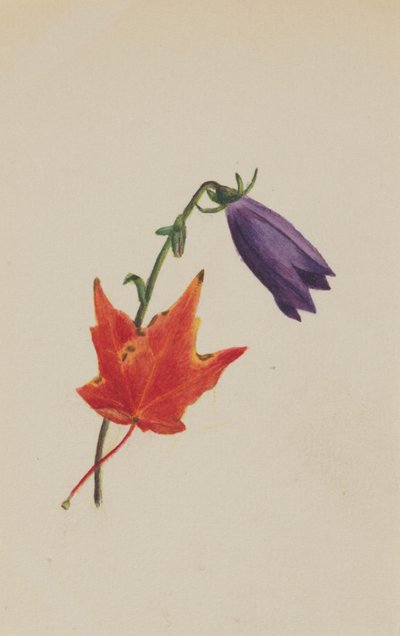 Senza titolo, ca. 1876 da Mary Vaux Walcott