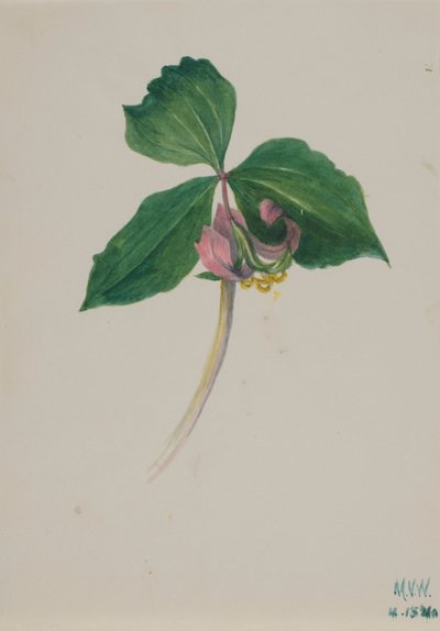 Senza titolo, ca. 1920 da Mary Vaux Walcott