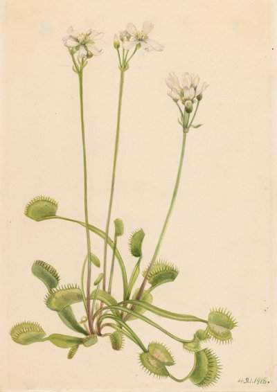 Trappola di Venere (Dionaea muscipula) da Mary Vaux Walcott