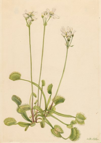 Venere Acchiappamosche Dionaea muscipula da Mary Vaux Walcott