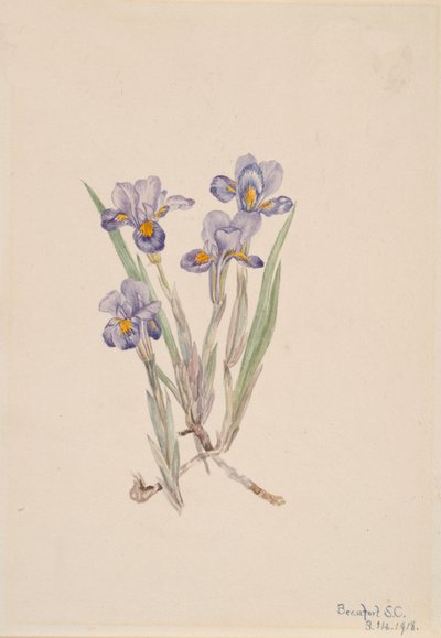 Iris verna da Mary Vaux Walcott