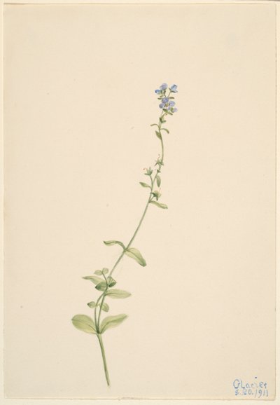 Veronica serpyllifolia da Mary Vaux Walcott