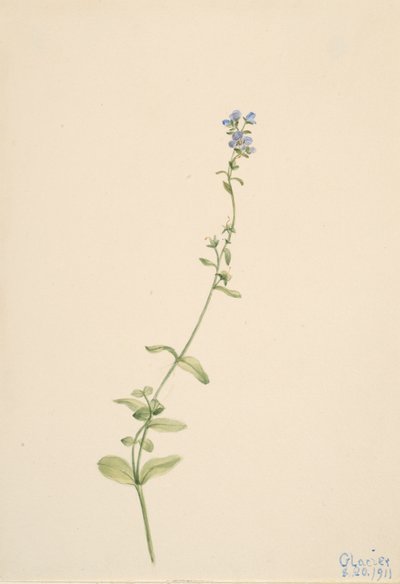 Veronica serpyllifolia, 1911 da Mary Vaux Walcott